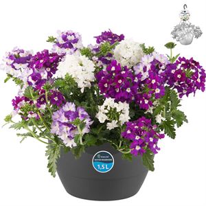 Afbeelding van HP27 mono.mix Verbena Purple fire